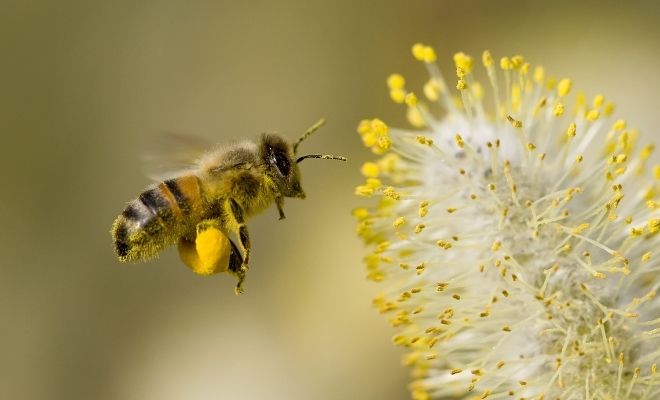 Why Are Bees Important for Our Future & The Environment?